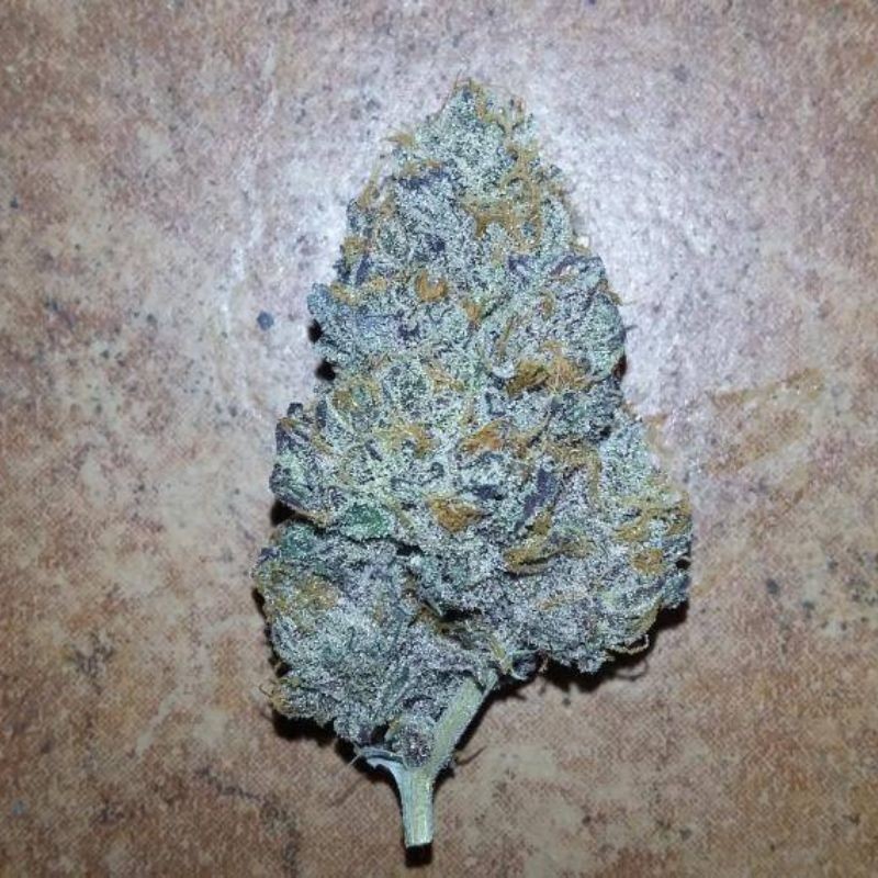 Nasiona marihuany Purple Russian Express - opis odmiany konopi