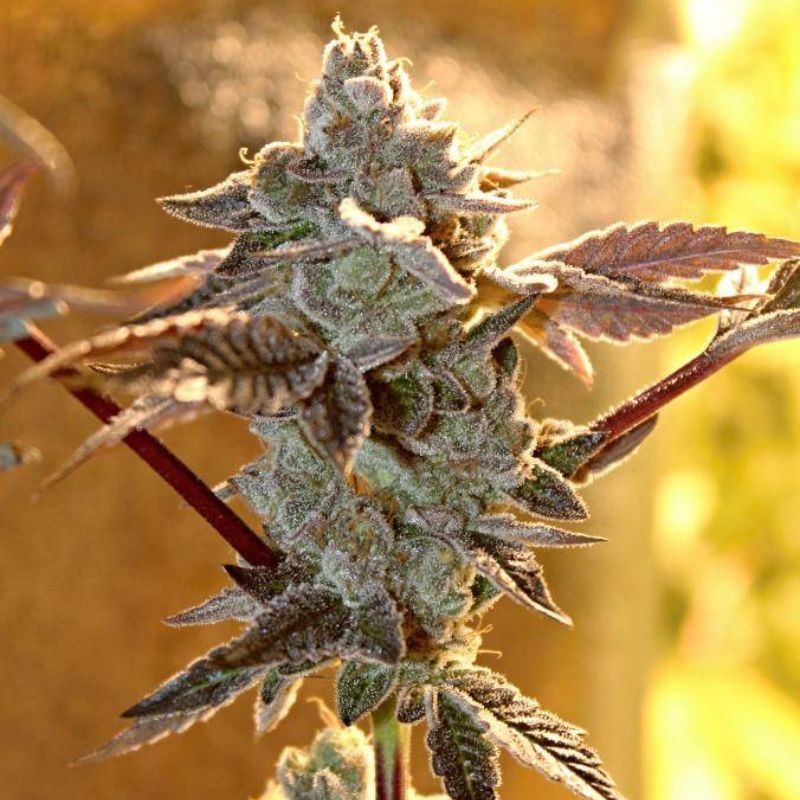 Nasiona marihuany Power Russian - opis odmiany konopi