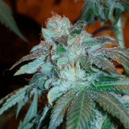 Nasiona marihuany AK Kush - odmiana konopi