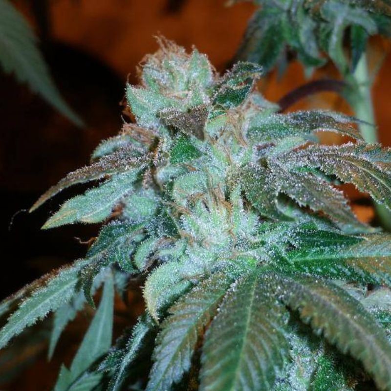 Nasiona marihuany AK Kush - odmiana konopi