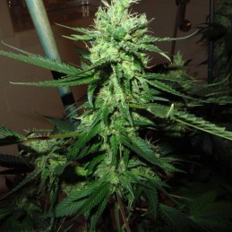 Nasiona marihuany automatyczne Northern Russian Auto - opis odmiany konopi
