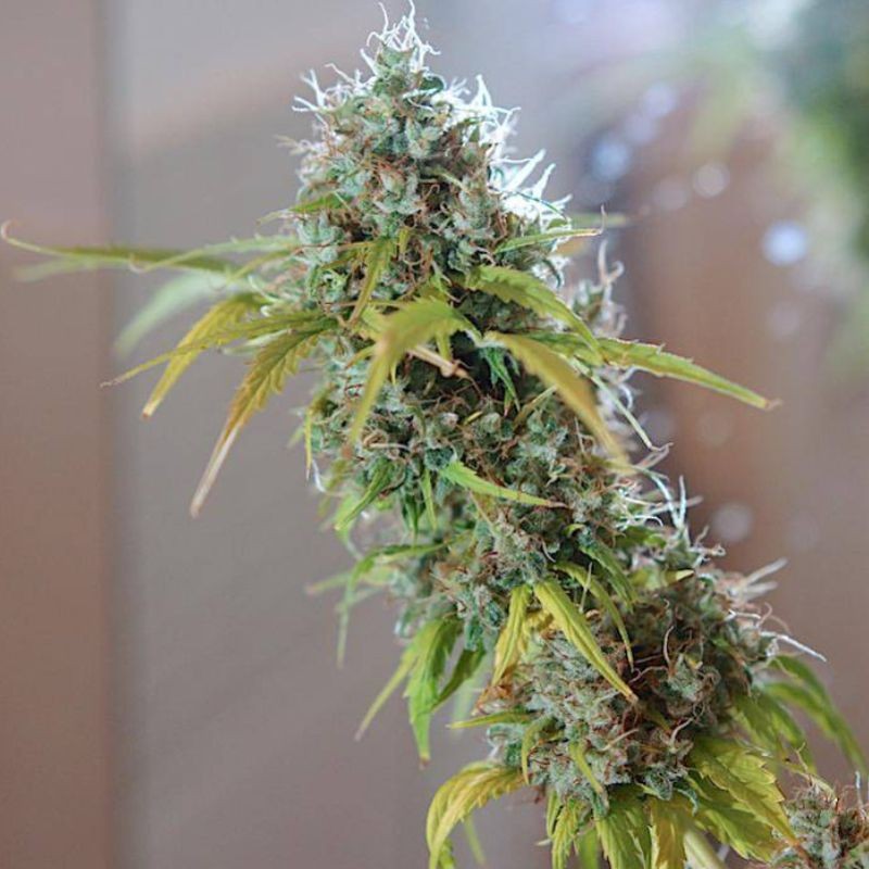 Nasiona marihuany automatyczne Moscow Blueberry Auto - opis odmiany konopi