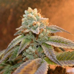 Nasiona marihuany AK Skunk Auto - odmiana konopi