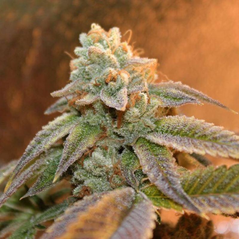 Nasiona marihuany AK Skunk Auto - odmiana konopi