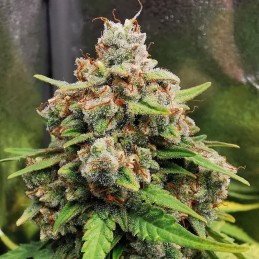 Nasiona marihuany Moscow Blueberry - opis odmiany konopi