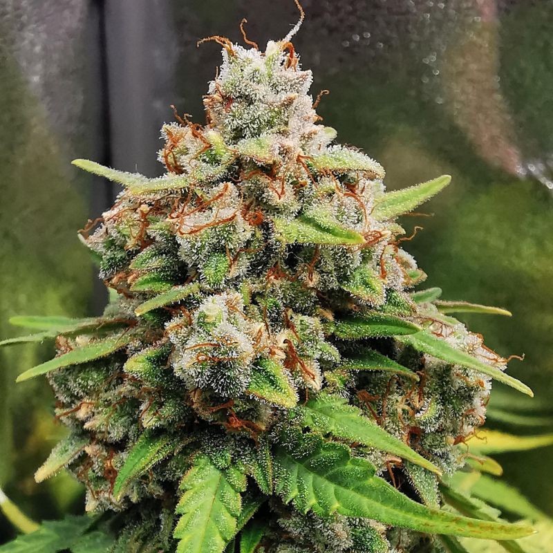 Nasiona marihuany Moscow Blueberry - opis odmiany konopi