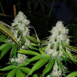 Nasiona marihuany Lavanda Cream - opis odmiany konopi