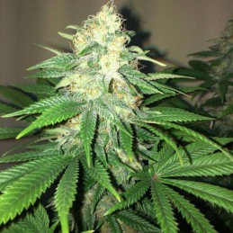 Nasiona marihuany Kubanskiy Ubiyza - opis odmiany konopi