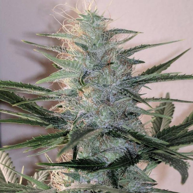 Nasiona marihuany Katyusha - opis odmiany konopi