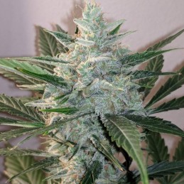 Nasiona marihuany Kalashnikov Original - opis odmiany konopi