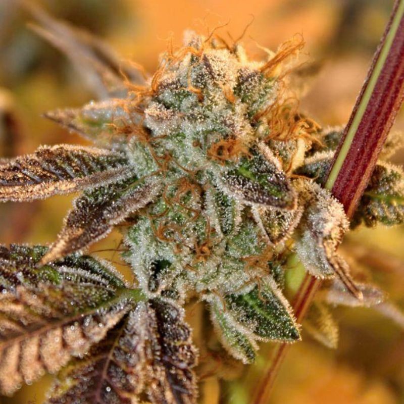 Nasiona marihuany Kalashnikov Express - opis odmiany konopi