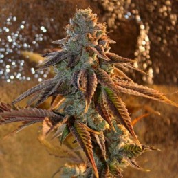 Nasiona marihuany Kabul Express - opis odmiany konopi