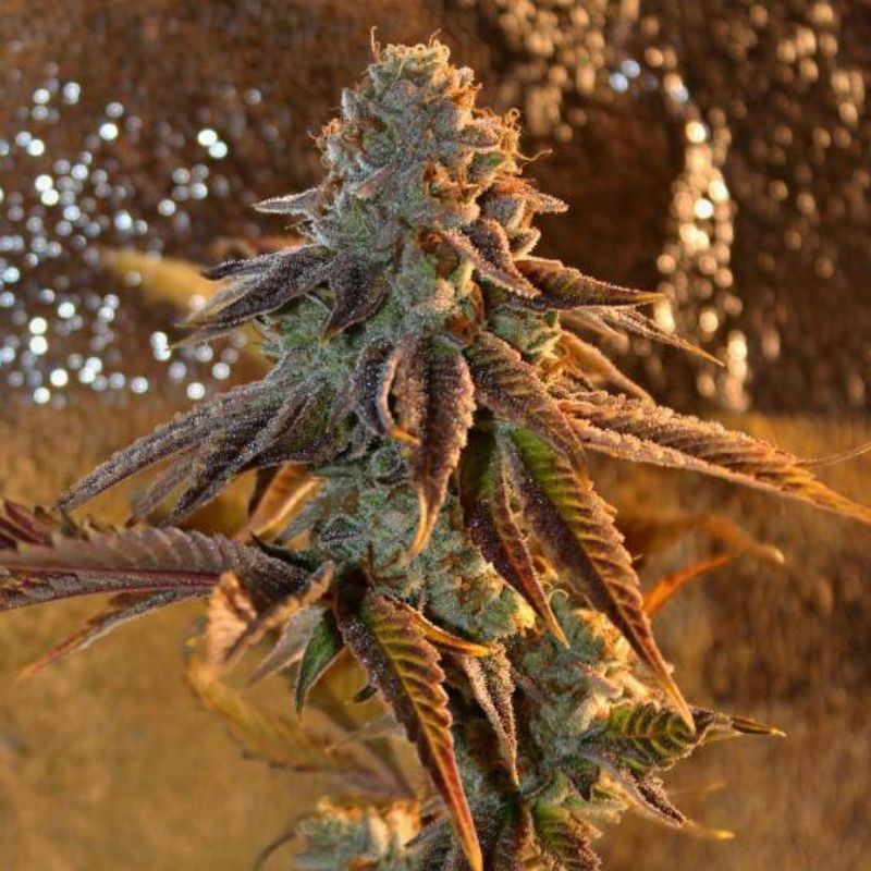 Nasiona marihuany Kabul Express - opis odmiany konopi