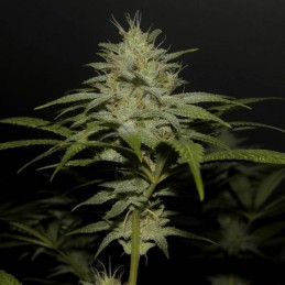 Nasiona marihuany Boy Scout Cookies - odmiana konopi