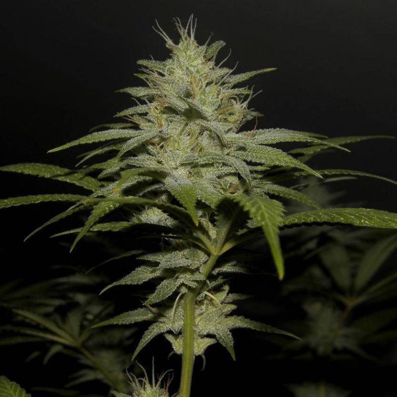 Nasiona marihuany Boy Scout Cookies - odmiana konopi