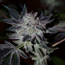 Nasiona marihuany automatyczne Blue Acid Auto - odmiana konopi