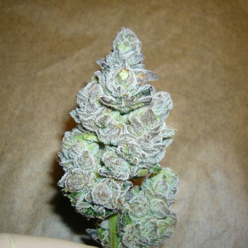 Nasiona marihuany AK Kush Express - odmiana konopi