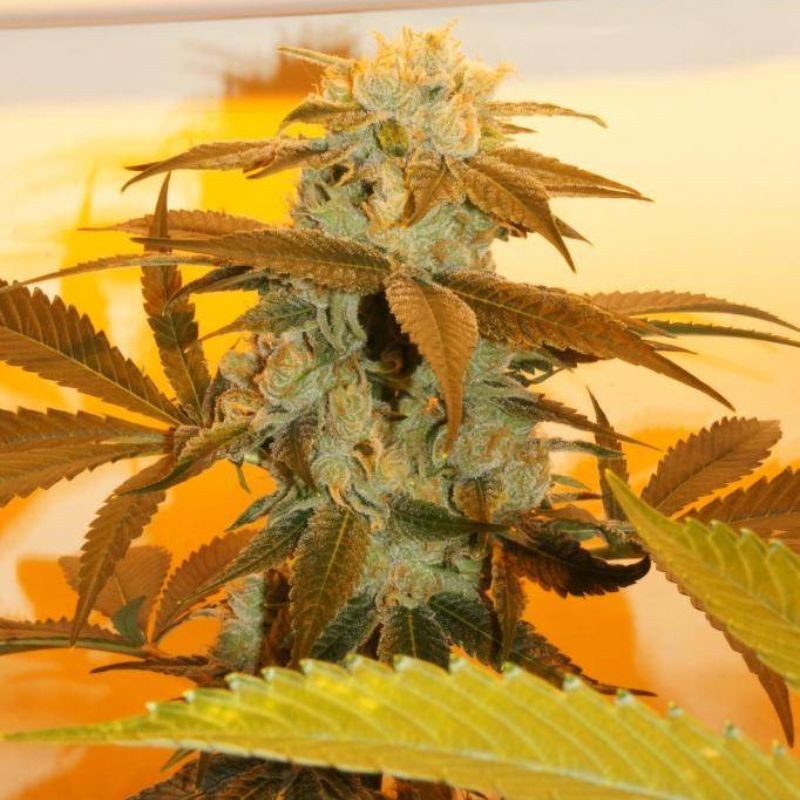 Nasiona marihuany Baikal Express - odmiana konopi