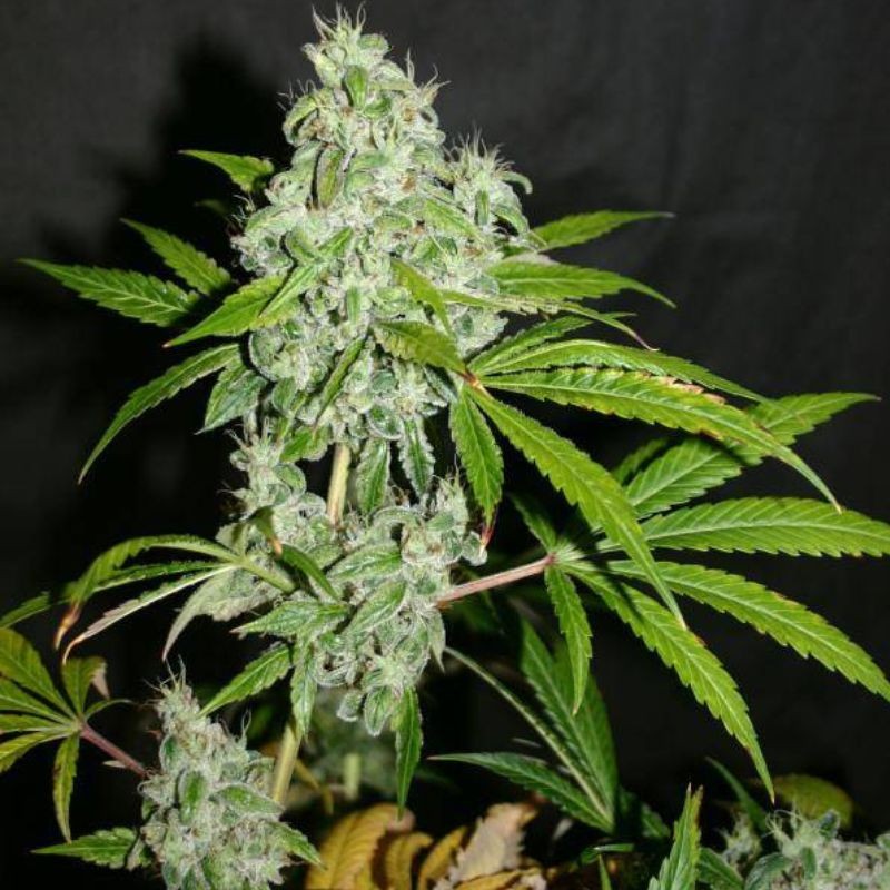 Nasiona marihuany AK Skunk - odmiana konopi