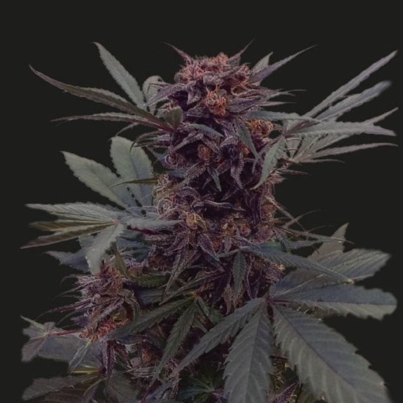 Nasiona marihuany automatyczne Babushka Black Auto - odmiana konopi