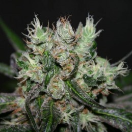 Nasiona marihuany Amnesia Molotov - odmiana konopi