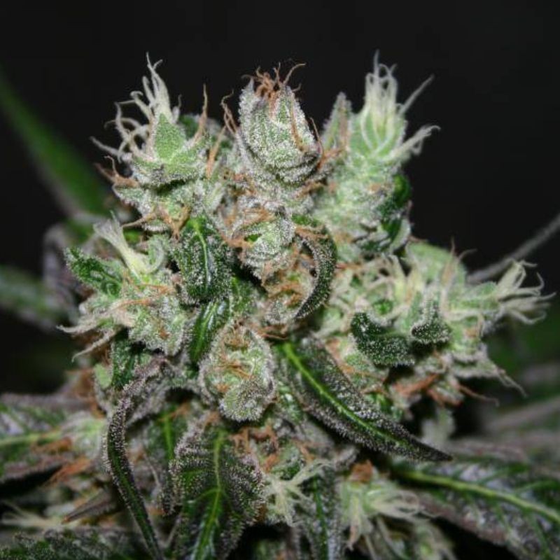 Nasiona marihuany Amnesia Molotov - odmiana konopi