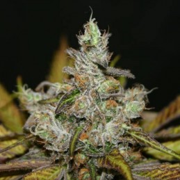 Nasiona marihuany automatyczne Amur Giant Auto - odmiana konopi