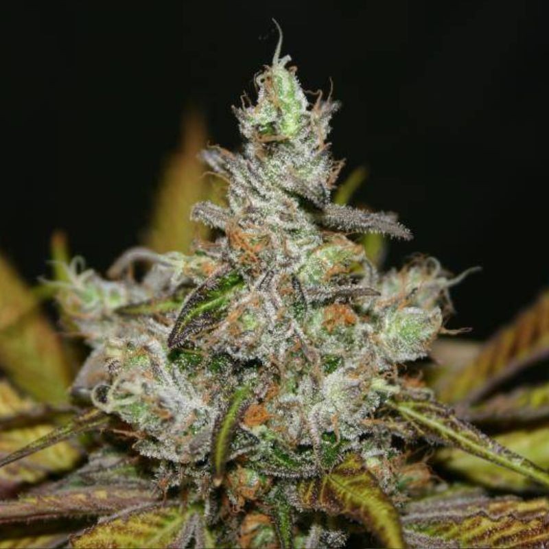 Nasiona marihuany automatyczne Amur Giant Auto - odmiana konopi