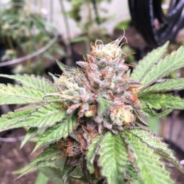 Nasiona marihuany Tropic Punch - opis odmiany konopi