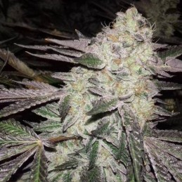 Nasiona marihuany Superb OG - opis odmiany konopi