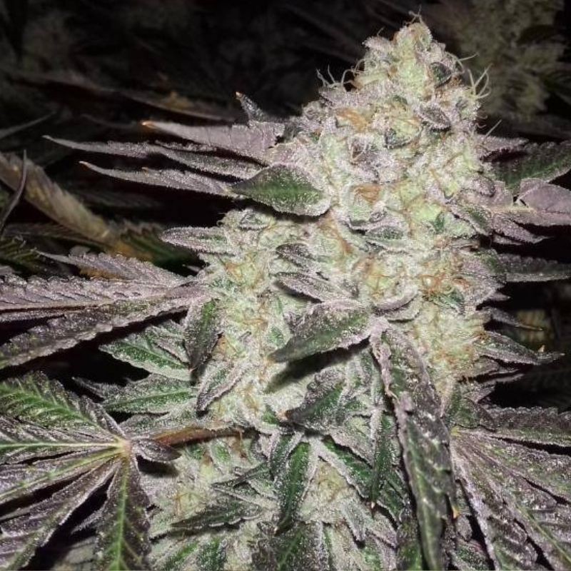 Nasiona marihuany Superb OG - opis odmiany konopi