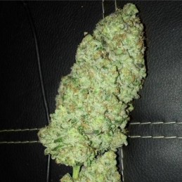 Nasiona marihuany Strawberry Cake - opis odmiany konopi