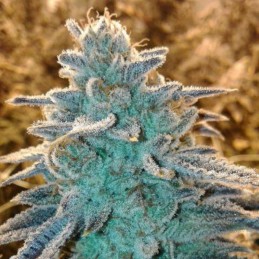 Nasiona marihuany Monster Profit - opis odmiany konopi