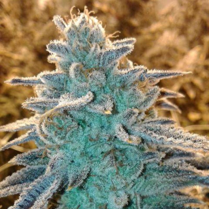 Nasiona marihuany Monster Profit - opis odmiany konopi