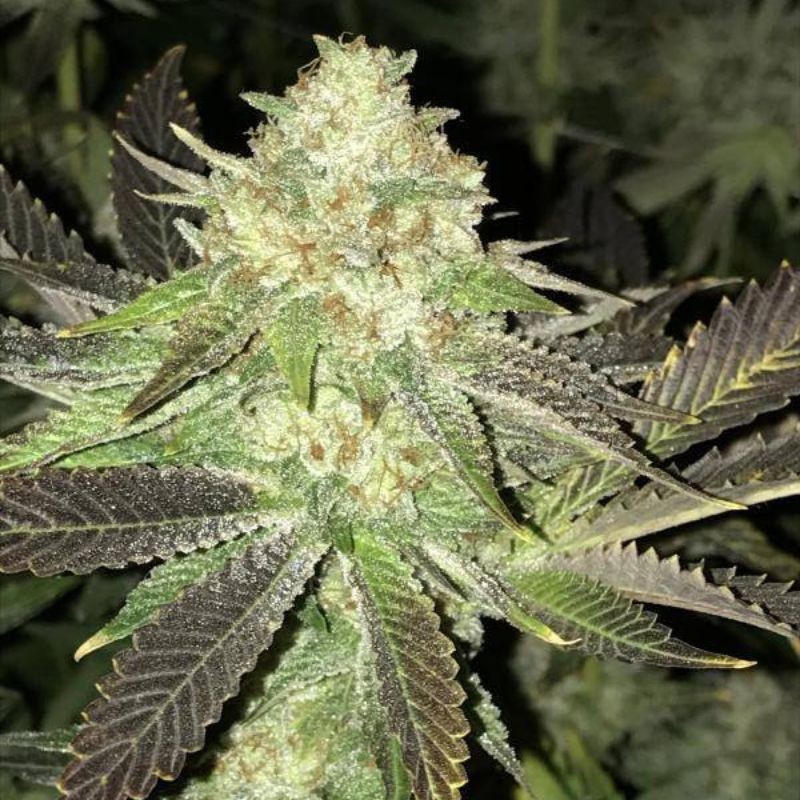 Nasiona marihuany Money Bush - opis odmiany konopi