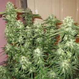 Nasiona marihuany Midnight Mass - opis odmiany konopi