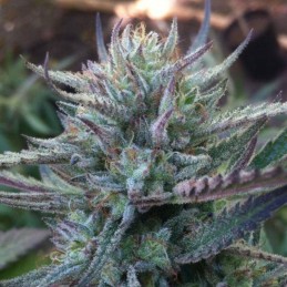 Nasiona marihuany Gold Mine - odmiana konopi