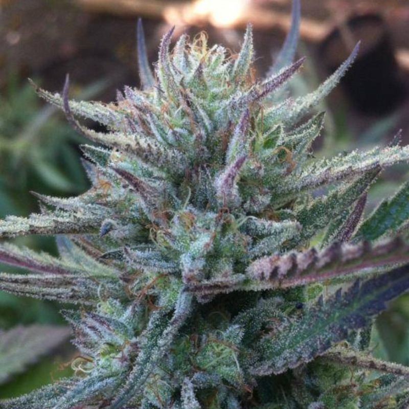 Nasiona marihuany Gold Mine - odmiana konopi