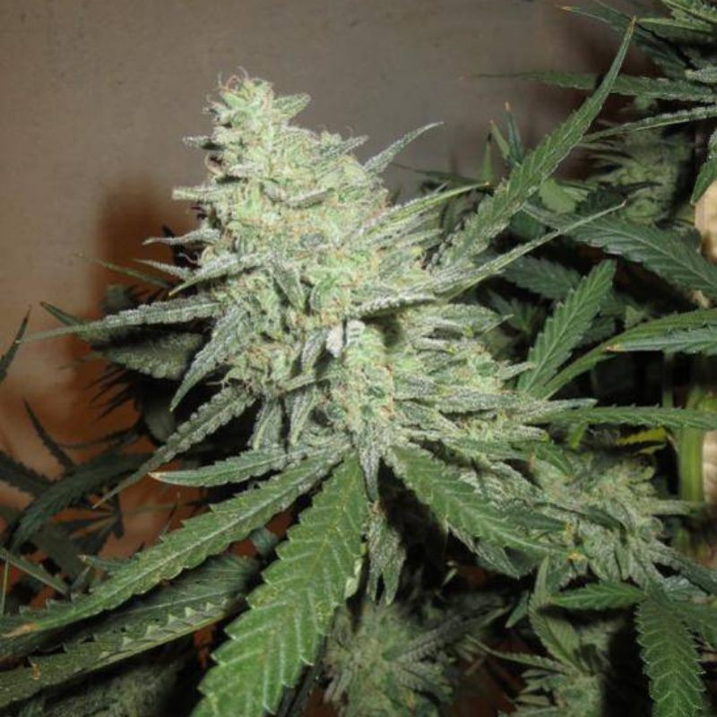 Nasiona marihuany K.O. Kush - opis odmiany konopi