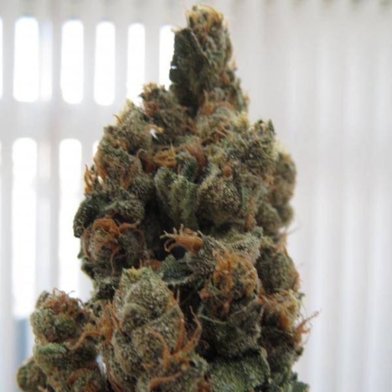 Nasiona marihuany Green Ninja - odmiana konopi