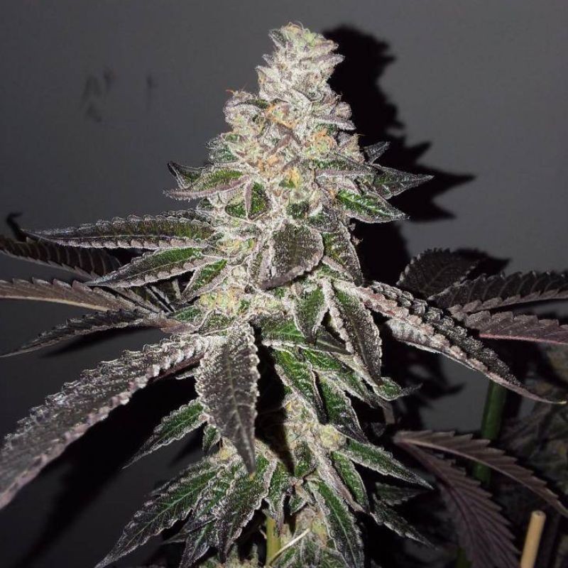 Nasiona medycznej marihuany Dream Machine - odmiana konopi