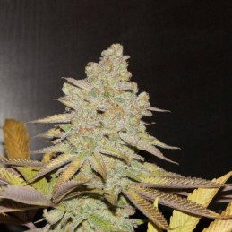 Nasiona marihuany Diesel Drift - odmiana konopi