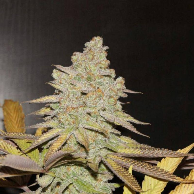 Nasiona marihuany Diesel Drift - odmiana konopi