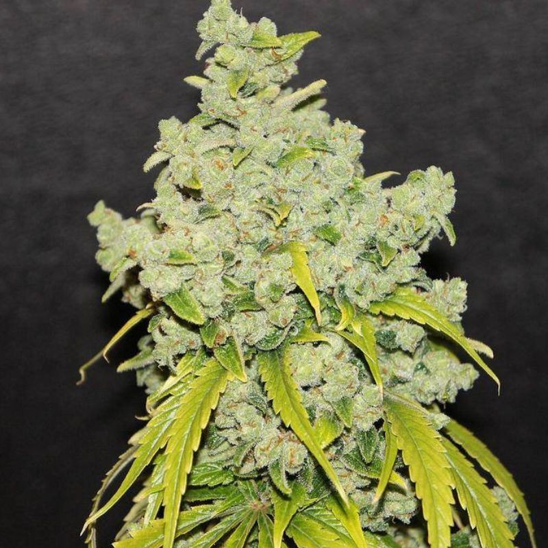 Nasiona marihuany Champions - odmiana konopi