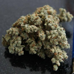 Nasiona marihuany Budzilla - odmiana konopi