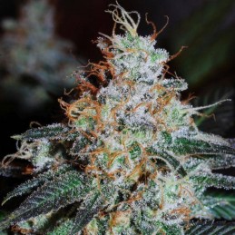 Nasiona marihuany automatyczne Auto Wipeout Express - odmiana konopi