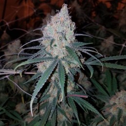 Nasiona marihuany automatyczne Auto Waist Deep - odmiana konopi