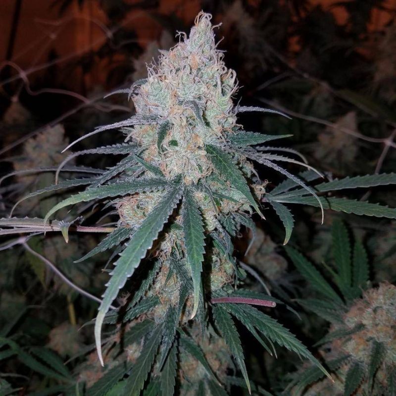 Nasiona marihuany automatyczne Auto Waist Deep - odmiana konopi