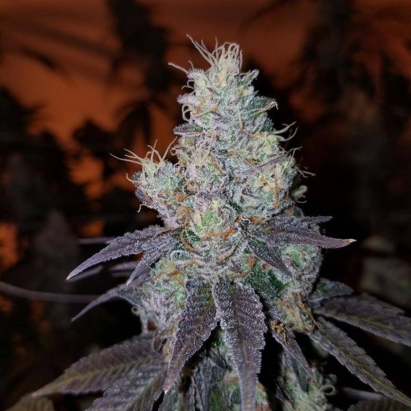 Nasiona marihuany automatyczne Auto Extreme Impact - odmiana konopi