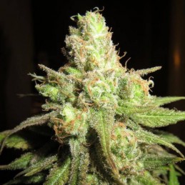 Nasiona marihuany automatyczne Auto 2 Fast 2 Vast - odmiana konopi